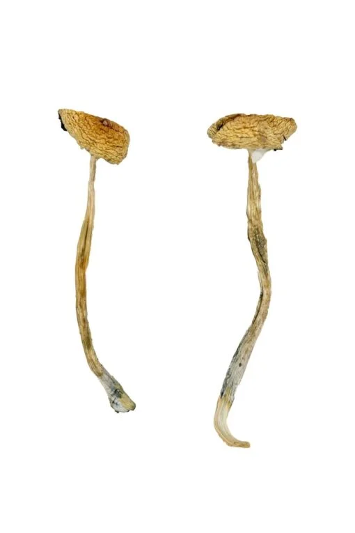 Nepal Chitwan Magic Mushrooms Nepal Chitwan Magic Mushrooms