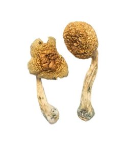 Buy Penis Envy Mushrooms Online USA