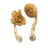 African Transkei Magic Mushrooms