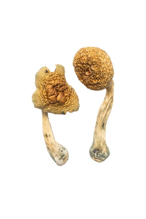 Premium Penis Envy Mushrooms African Transkei Magic Mushrooms