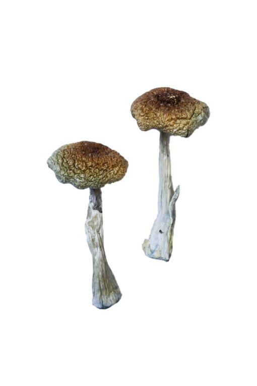Psilocybe Aztecorum Magic Mushrooms Psilocybe Aztecorum Magic Mushrooms