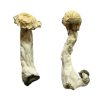 Shakti (Albino Malabar) Magic Mushrooms