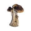 Buy South American Magic Mushrooms Online