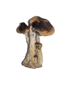 Buy South American Magic Mushrooms Online