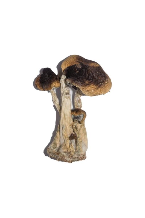 South American Magic Mushrooms Buy South American Magic Mushrooms Online