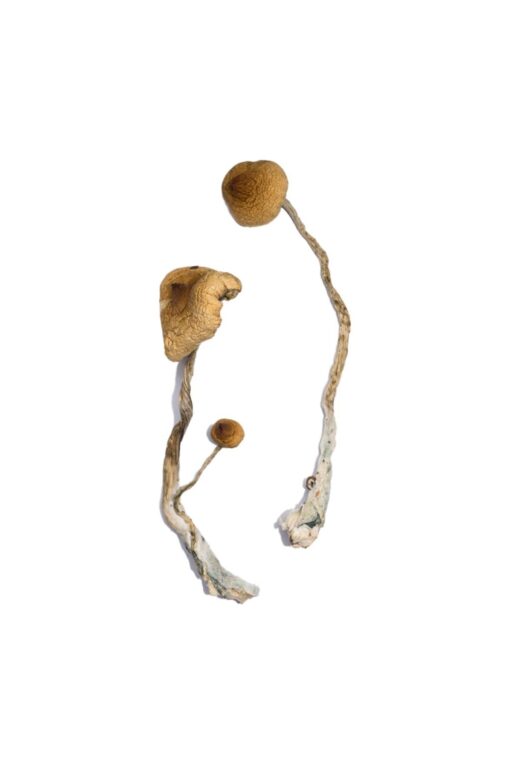 Syzygy Magic Mushrooms Syzygy Magic Mushrooms