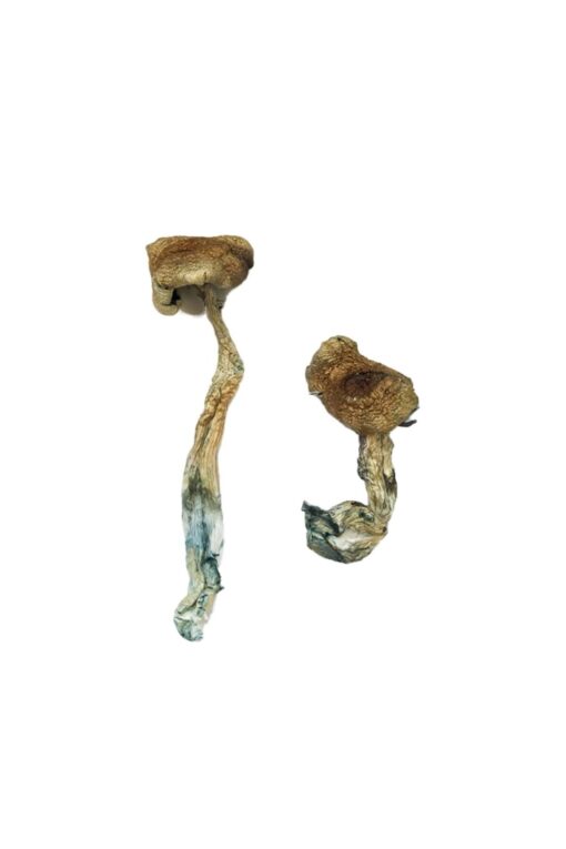 Texas Yellow Cap Magic Mushrooms Texas Yellow Cap Magic Mushrooms