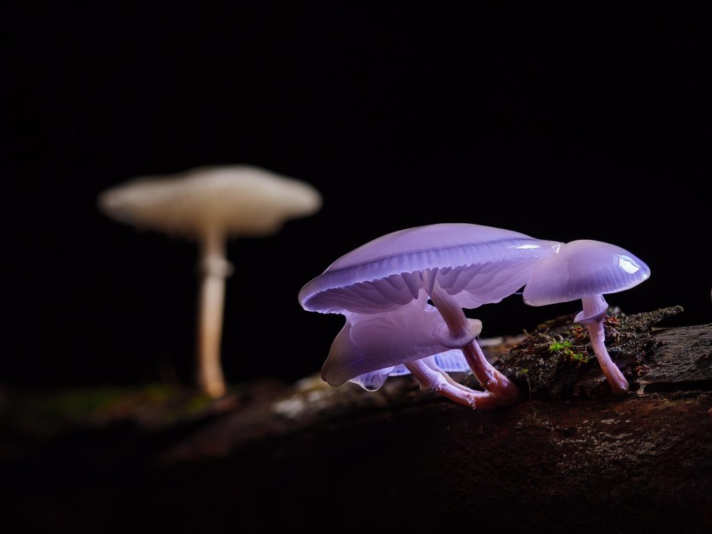 The Science Behind Mushrooms and the Human Brain