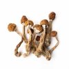 Tri Color Ecuadorian Magic Mushroom
