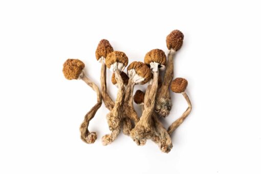 Tri-Colour Ecuadorian Magic Mushroom Tri Color Ecuadorian Magic Mushroom