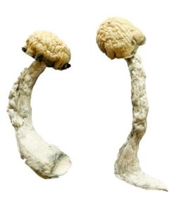 Buy Trinity Magic Mushrooms USA