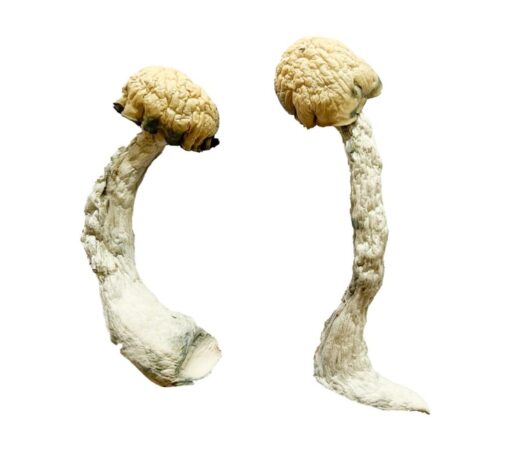 Trinity Magic Mushrooms Buy Trinity Magic Mushrooms USA