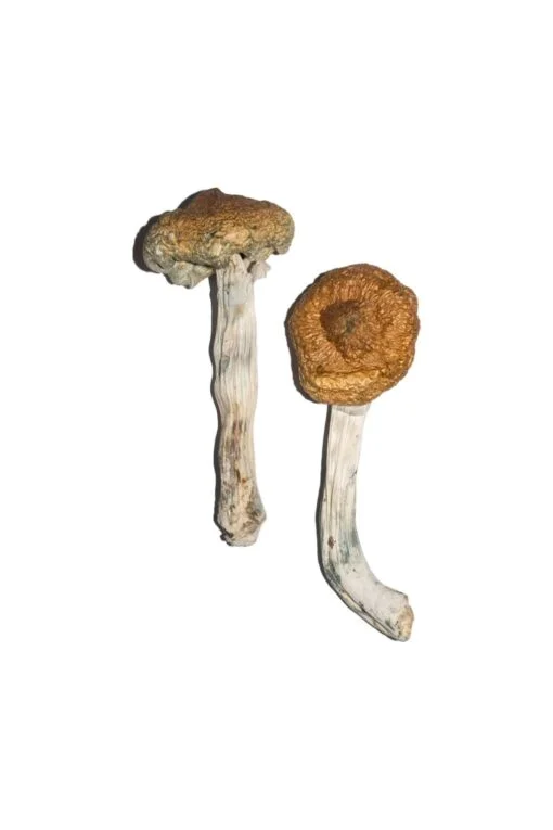 Vietnamese Magic Mushrooms Vietnamese Magic Mushrooms