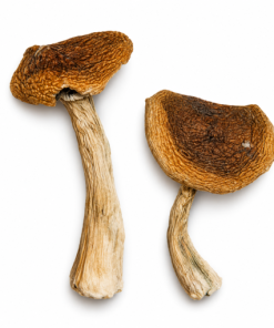Wavy Caps Magic Mushrooms