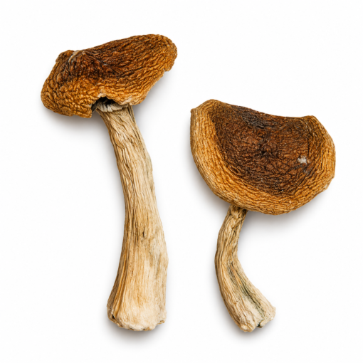 Wavy Caps Magic Mushrooms Wavy Caps Magic Mushrooms