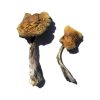 Buy Wollongong Shrooms USA