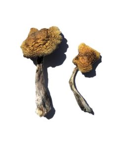 Buy Wollongong Shrooms USA