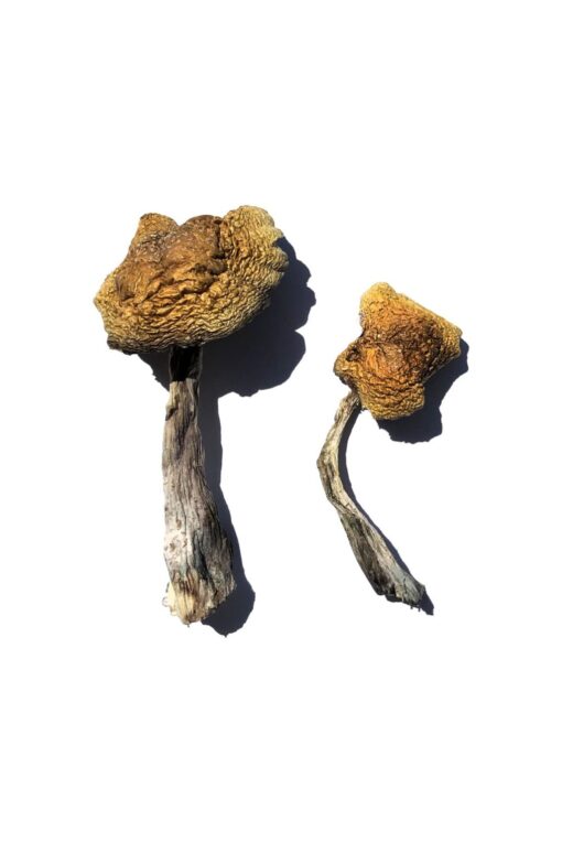 Wollongong Shrooms Buy Wollongong Shrooms USA