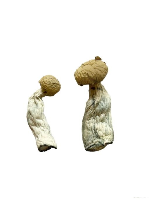 Yeti Magic Mushrooms Yeti Magic Mushrooms