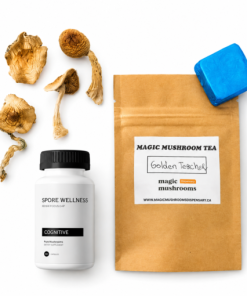 First Timer Magic Mushroom Kit: Psych 101 – An Introduction to Psychedelics