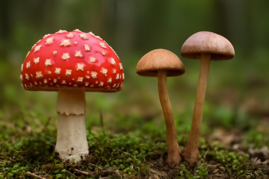 amanita vs psilocybin Canada - Amanita vs Psilocybin in Canada: Key Differences, Effects, and Safety Considerations