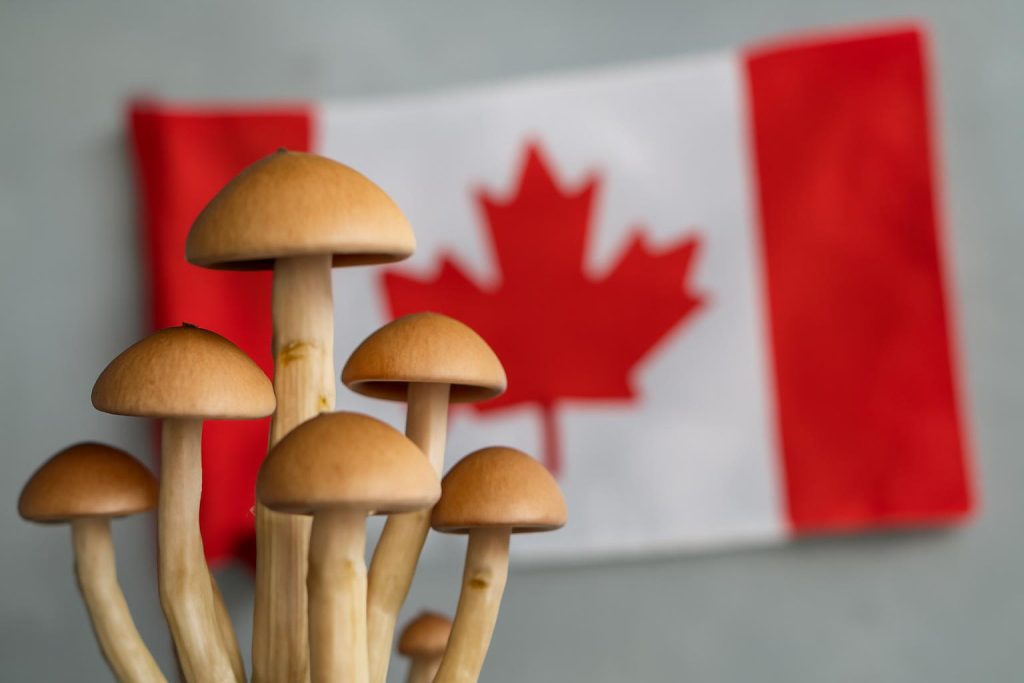 psilocybin enforcement Canada - Psilocybin Enforcement in Canada: What the Latest Case Means for Buyers and Sellers