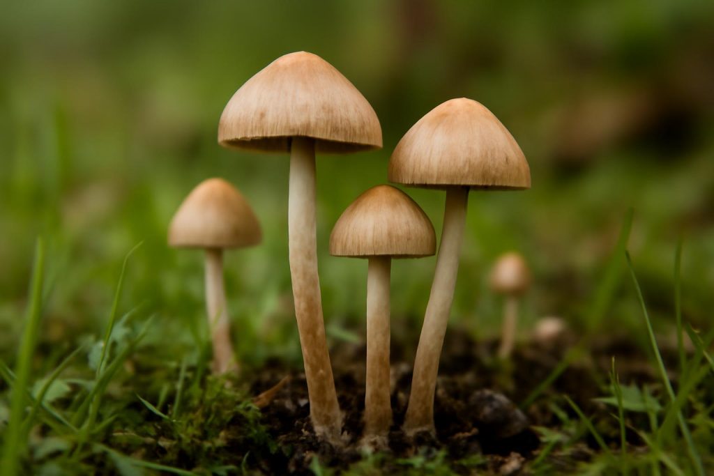 psilocybin research Canada - Psilocybin Research in Canada: How Clinical Evidence Is Shaping the Conversation